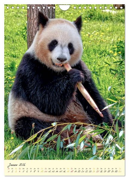 Produktbild: Riesenpanda (Wandkalender 2026 DIN A4 hoch), CALVENDO Monatskalender