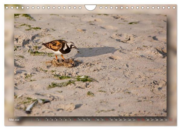 Produktbild: Baltrum - Ein Tag am Strand (Wandkalender 2026 DIN A4 quer), CALVENDO Monatskalender