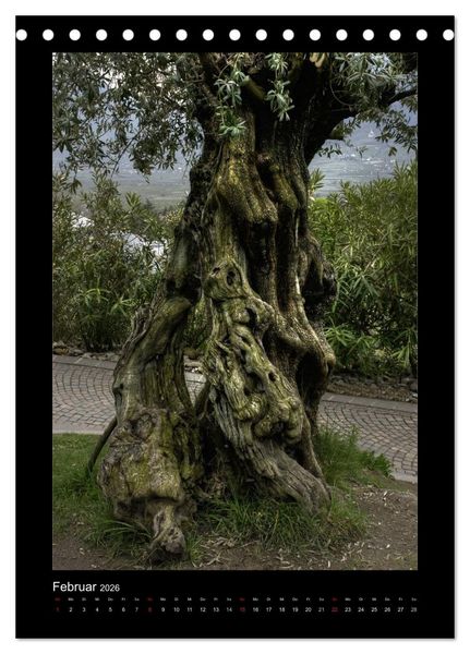 Produktbild: Mythos Baum / 2026 (Tischkalender 2026 DIN A5 hoch), CALVENDO Monatskalender