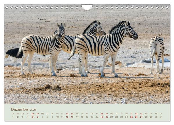 Produktbild: Zebras in Afrika (Wandkalender 2026 DIN A4 quer), CALVENDO Monatskalender