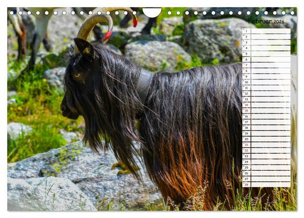 Produktbild: Ziegenfreude (Wandkalender 2026 DIN A4 quer), CALVENDO Monatskalender