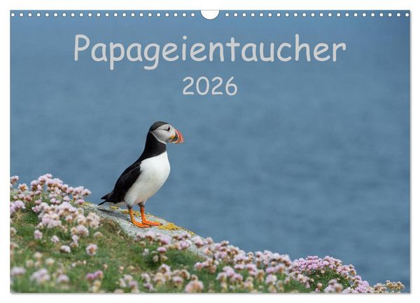 Produktbild: Papageientaucher 2026 (Wandkalender 2026 DIN A3 quer), CALVENDO Monatskalender
