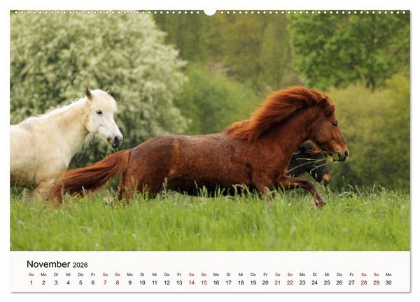 Produktbild: Isl&auml;nder - icelandic horses (Wandkalender 2026 DIN A2 quer), CALVENDO Monatskalender