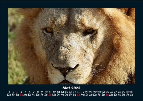 Produktbild: L&ouml;wen in der Wildnis 2025 Fotokalender DIN A5