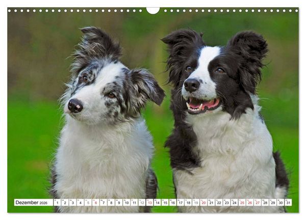Produktbild: Traumhund Border Collie (Wandkalender 2026 DIN A3 quer), CALVENDO Monatskalender