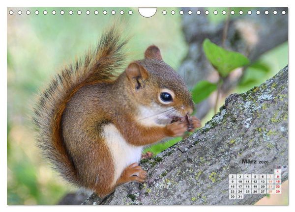 Produktbild: Kanadas charmante Kleintiere - Bezaubernde Einblicke in die Natur (Wandkalender 2026 DIN A4 quer), CALVENDO Monatskalender