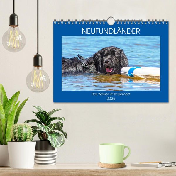 Produktbild: Neufundl&auml;nder - Das Wasser ist ihr Element (Wandkalender 2026 DIN A4 quer), CALVENDO Monatskalender