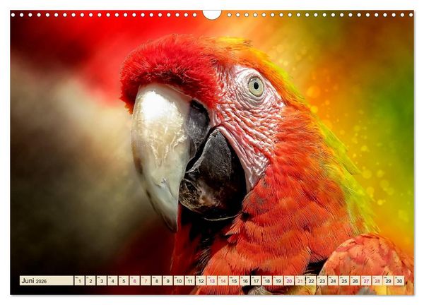 Produktbild: Mein bunter Papagei (Wandkalender 2026 DIN A3 quer), CALVENDO Monatskalender
