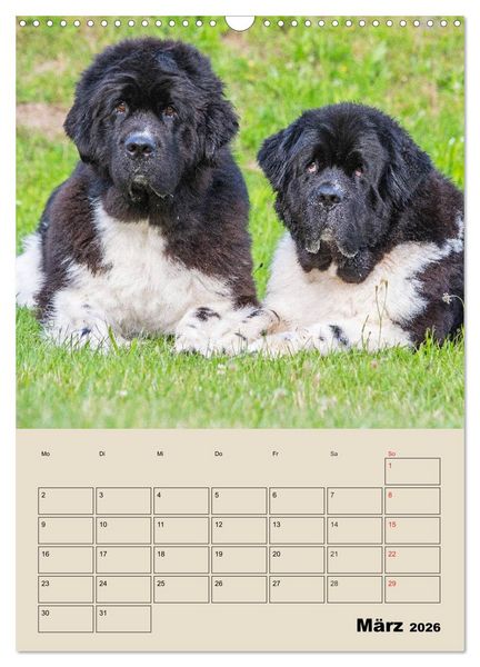 Produktbild: Familienplaner Neufundl&auml;nder - Freund und Retter (Wandkalender 2026 DIN A3 hoch), CALVENDO Monatskalender