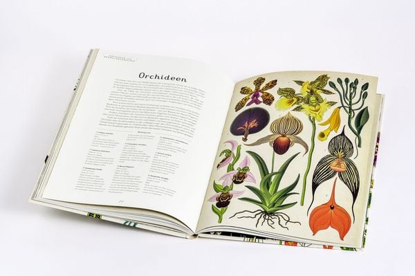Produktbild: Das Museum der Pflanzen