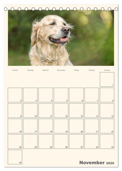 Produktbild: Zauberhafte Golden Retriever (Tischkalender 2026 DIN A5 hoch), CALVENDO Monatskalender