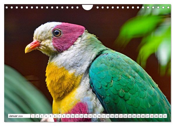 'Bunte Vielfalt in der Vogelwelt (Wandkalender 2024 DIN A4 quer ...