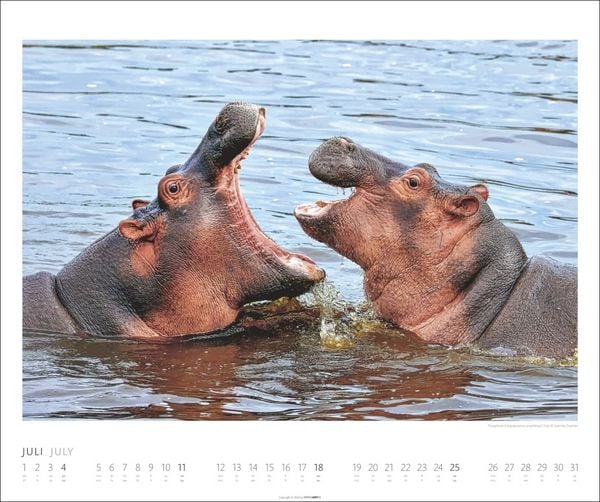 Produktbild: African Wildlife Kalender 2027