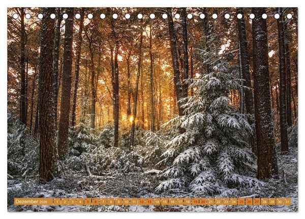 Produktbild: Augenschmaus Pf&auml;lzer Wald (Tischkalender 2026 DIN A5 quer), CALVENDO Monatskalender