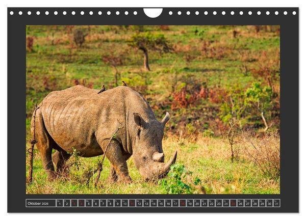 Produktbild: Das Wei&szlig;e Nashorn (Wandkalender 2026 DIN A4 quer), CALVENDO Monatskalender