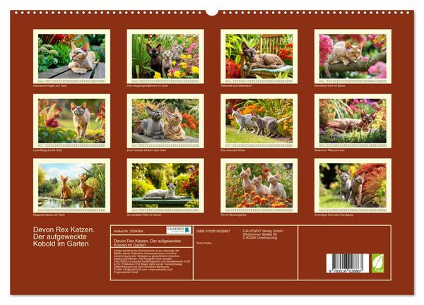 Produktbild: Devon Rex Katzen. Der aufgeweckte Kobold im Garten (hochwertiger Premium Wandkalender 2026 DIN A2 quer), Kunstdruck in Hochglanz