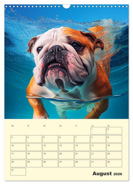 Produktbild: English Bulldogs. Fr&ouml;hliche Dickk&ouml;pfe mit Charakter (Wandkalender 2026 DIN A3 hoch), CALVENDO Monatskalender