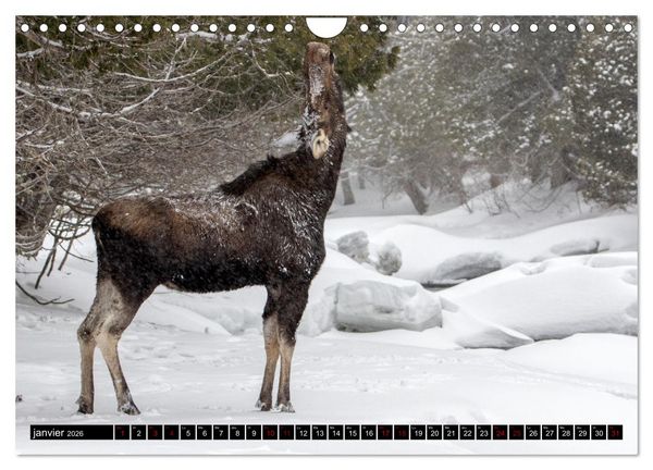 Produktbild: LE G&Eacute;ANT DES FOR&Ecirc;TS CANADIENNES (Calendrier mural 2026 DIN A4 vertical), CALVENDO calendrier mensuel