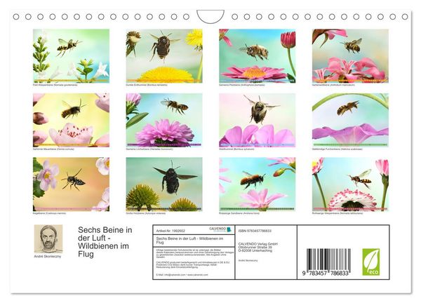 Produktbild: Sechs Beine in der Luft - Wildbienen im Flug (Wandkalender 2026 DIN A4 quer), CALVENDO Monatskalender