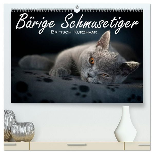 Bärige Schmusetiger - Britisch Kurzhaar (hochwertiger Premium Wandkalender 2026 DIN A2 quer), Kunstdruck in Hochglanz