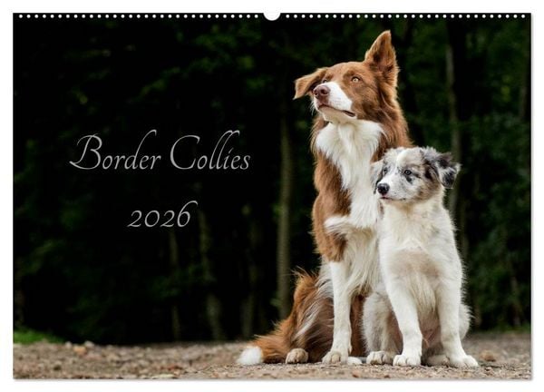 Produktbild: Border Collies 2026 (Wandkalender 2026 DIN A2 quer), CALVENDO Monatskalender