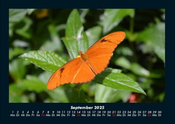 Produktbild: Bunte Pracht der Schmetterlinge 2025 Fotokalender DIN A4