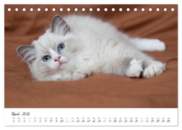 Produktbild: Ragdoll Kitten (Tischkalender 2026 DIN A5 quer), CALVENDO Monatskalender