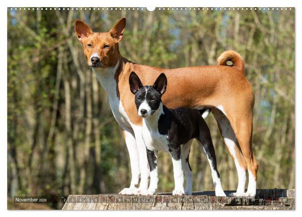 Produktbild: Basenji-Sch&ouml;nheiten (hochwertiger Premium Wandkalender 2026 DIN A2 quer), Kunstdruck in Hochglanz