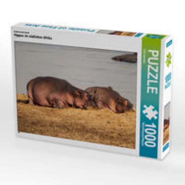 CALVENDO Puzzle Hippos im südlichen Afrika 1000 Teile Lege-Größe 64 x 48 cm Foto-Puzzle Bild von Udo Quentin