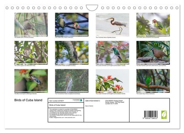 Produktbild: Birds of Cuba Island (Wall Calendar 2026 DIN A4 landscape), CALVENDO 12 Month Wall Calendar