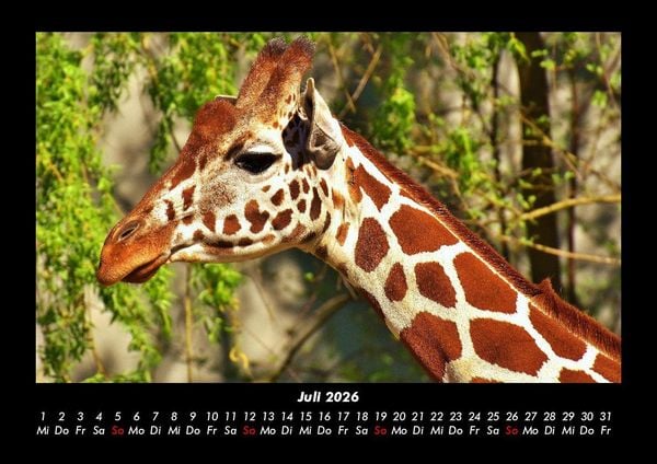 Produktbild: Giraffen 2026 Fotokalender DIN A3