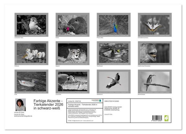 Produktbild: Farbige Akzente - Tierkalender 2026 in schwarz-wei&szlig; (Wandkalender 2026 DIN A2 quer), CALVENDO Monatskalender