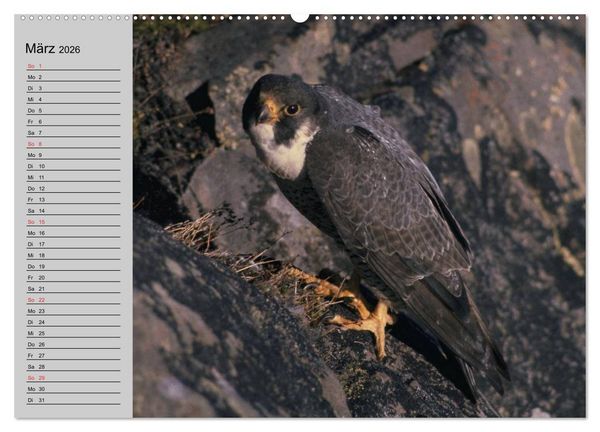 Produktbild: Falken und Greifv&ouml;gel - Edle J&auml;ger (hochwertiger Premium Wandkalender 2026 DIN A2 quer), Kunstdruck in Hochglanz