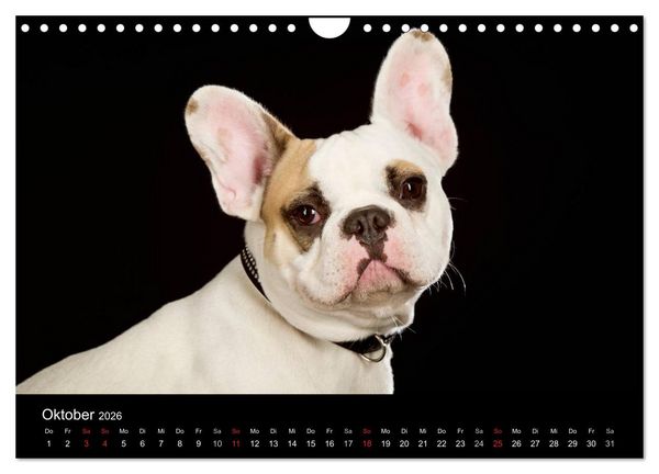 Produktbild: Dogs (Wandkalender 2026 DIN A4 quer), CALVENDO Monatskalender