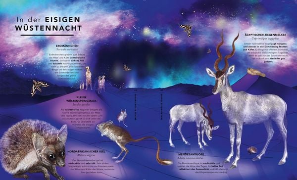 Produktbild: Die unglaubliche Safari
