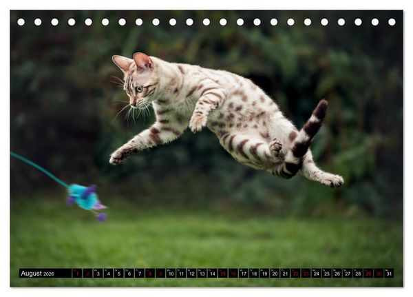Produktbild: Bengalen Outdoor und Action (Tischkalender 2026 DIN A5 quer), CALVENDO Monatskalender