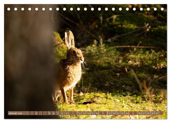 Produktbild: Feldhasen unterwegs in Wald und Flur (Tischkalender 2026 DIN A5 quer), CALVENDO Monatskalender