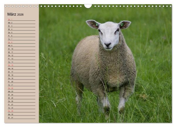 Produktbild: Schafe z&auml;hlen leicht gemacht! (Wandkalender 2026 DIN A3 quer), CALVENDO Monatskalender
