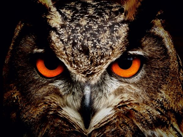 Produktbild: CALVENDO Puzzle Ein Bild aus dem Kalender Eulen - Augen der Nacht | 1000 Teile Lege-Gr&ouml;&szlig;e 64x48cm Foto-Puzzle f&uuml;r gl&uuml;ckliche Stunden
