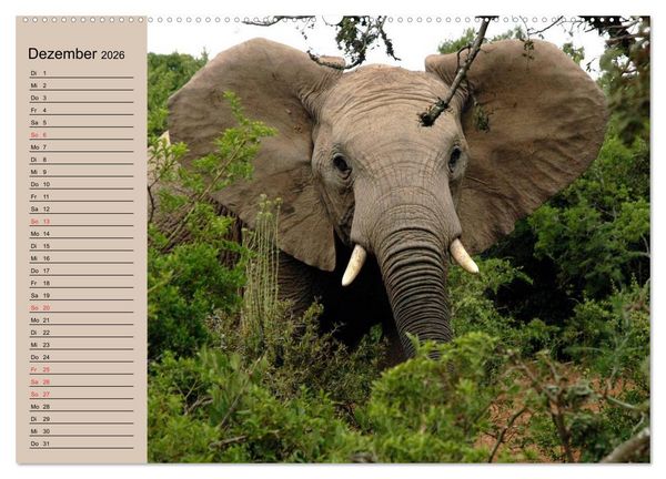 Produktbild: Elefanten. Sensible R&uuml;sseltiere (Wandkalender 2026 DIN A2 quer), CALVENDO Monatskalender