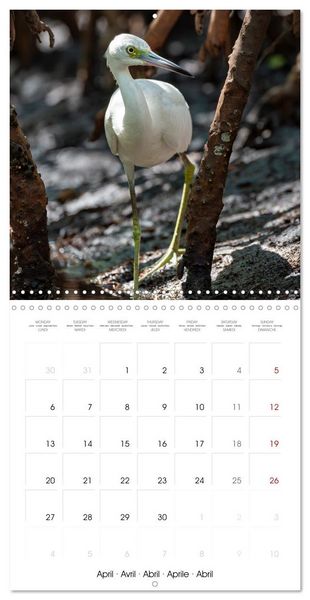 Produktbild: The beauty of herons and egrets (Wall Calendar 2026 12 &times; 12 Inch) CALVENDO 12 Month Wall Calendar