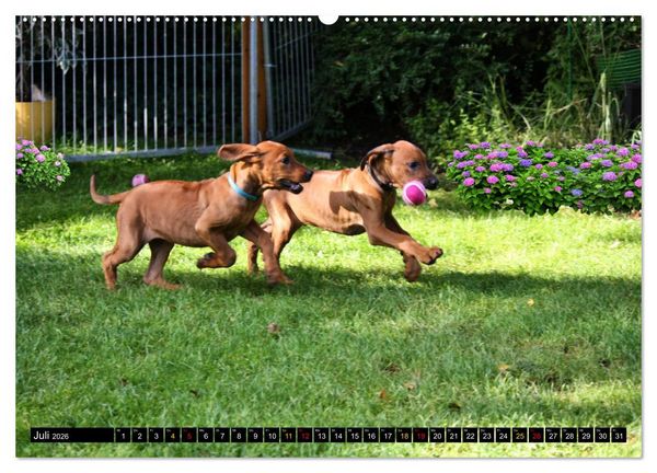 Produktbild: Rhodesian Ridgeback, Pure Lebensfreude (hochwertiger Premium Wandkalender 2026 DIN A2 quer), Kunstdruck in Hochglanz