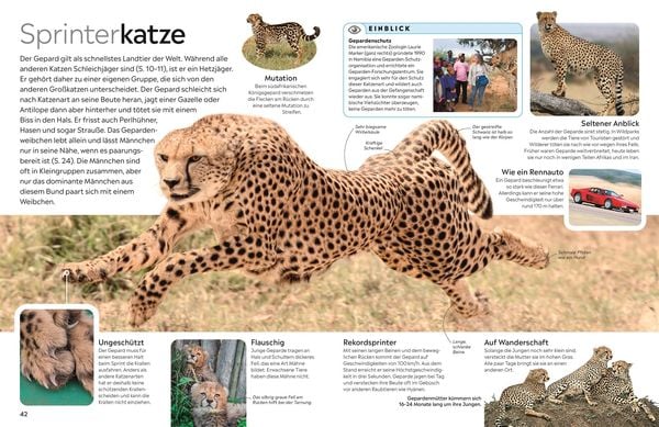Produktbild: memo Wissen. Katzen