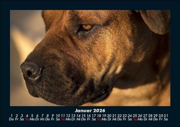 Produktbild: Hunde 2026 Fotokalender DIN A5