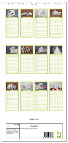 Produktbild: Familienplaner 2026 - Ragdoll Kitten mit 5 Spalten (Wandkalender, 21 x 45 cm) CALVENDO