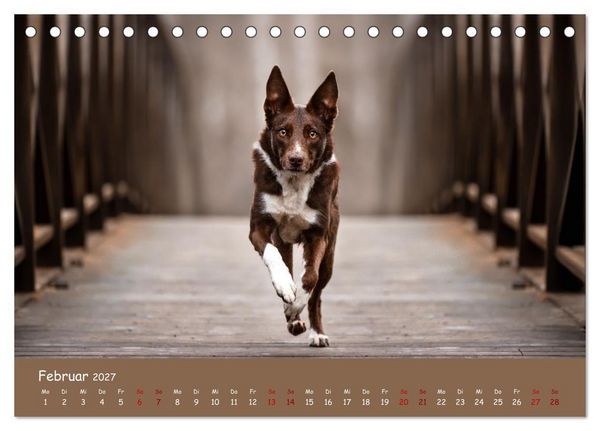 Produktbild: Border Collie Kalender &ndash; Ausdrucksstarke Close-up-Portraits durch die Jahreszeiten (Tischkalender 2027 DIN A5 quer), CALVENDO Monatskalender