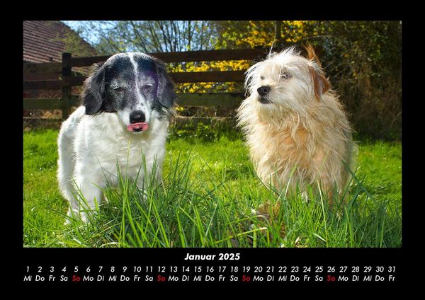 Produktbild: Hundezauber 2025 Fotokalender DIN A3