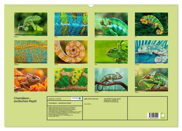 Produktbild: Cham&auml;leon - exotisches Reptil (Wandkalender 2026 DIN A2 quer), CALVENDO Monatskalender