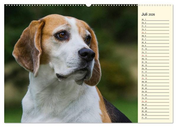 Produktbild: Beagle - Herz auf 4 Pfoten (hochwertiger Premium Wandkalender 2026 DIN A2 quer), Kunstdruck in Hochglanz