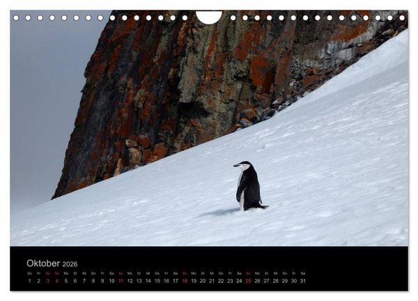 Produktbild: Antarktische Impressionen (Wandkalender 2026 DIN A4 quer), CALVENDO Monatskalender